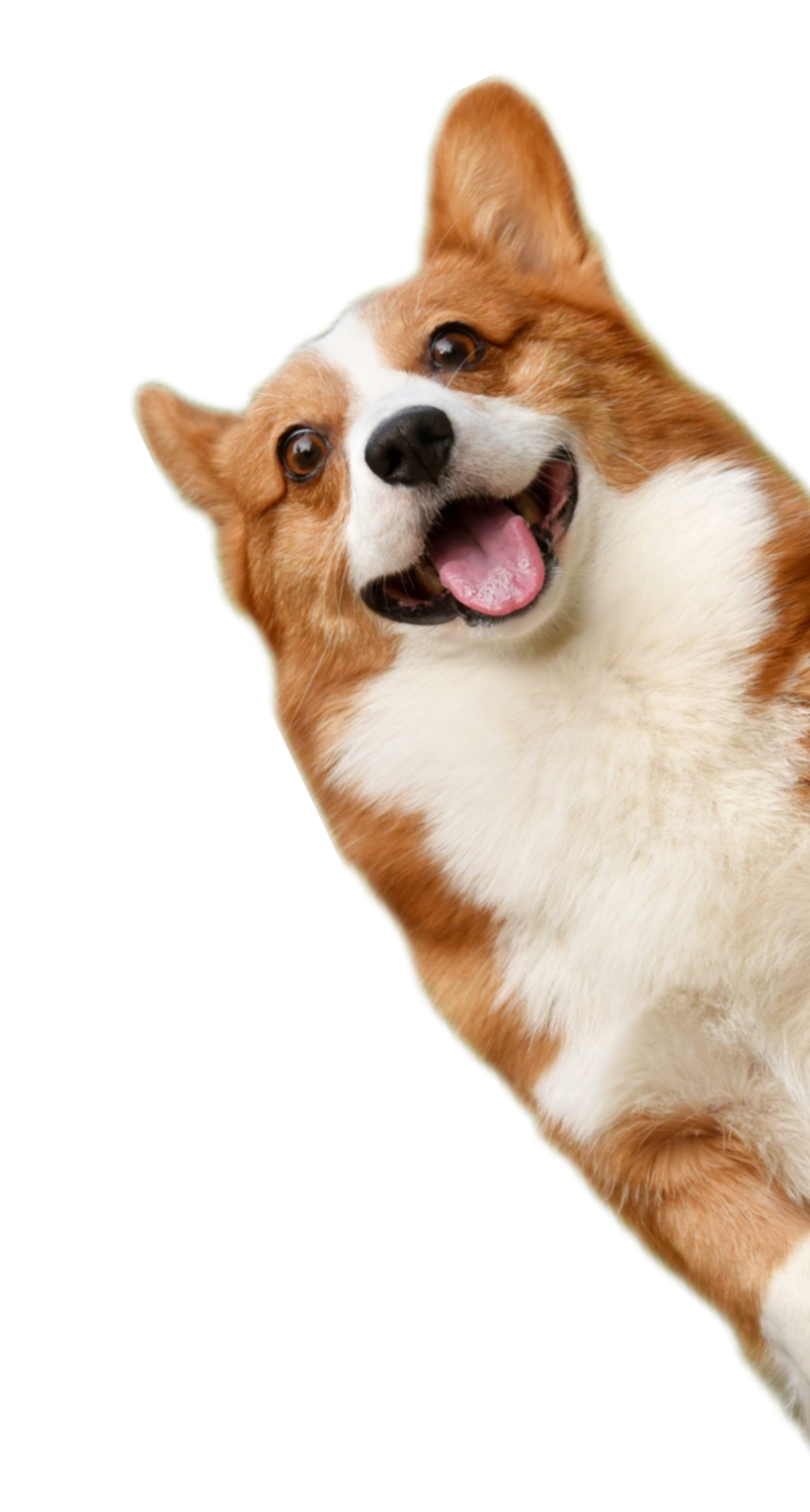 Happy corgi